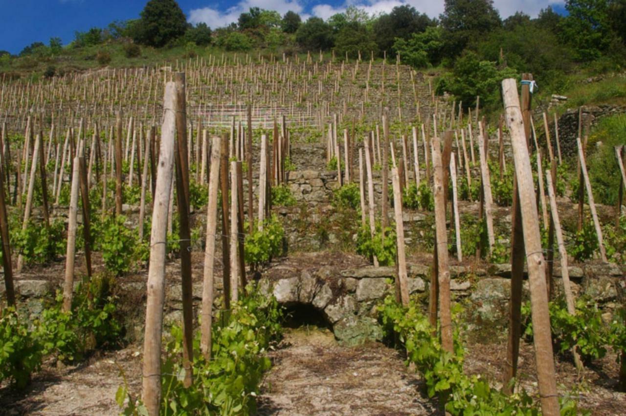 Gite Du Tilleul - 2 Etoiles - Domaine De L'Olivier Faugeres  Eksteriør billede